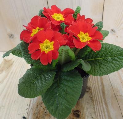 5 stuks! Perkplant Plant Warentuin Primula Rood Geel Sleutelbloem Warentuin Natuurlijk - Warentuin natuurlijk