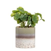 Kunstplant Hydrocotyle in pot - groen - 30 cm - Leen Bakker - thumbnail