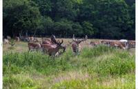 Tuindoek herten bos 210x140cm Customize-it - Customize it - thumbnail