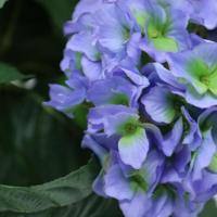 Hortensia deluxe kunstplant 45cm - blauw - thumbnail