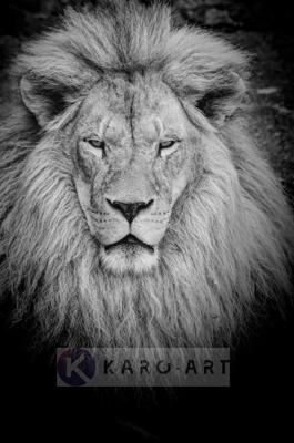 Schilderij - Leeuw in zwart wit