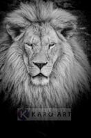 Schilderij - Leeuw in zwart wit - thumbnail