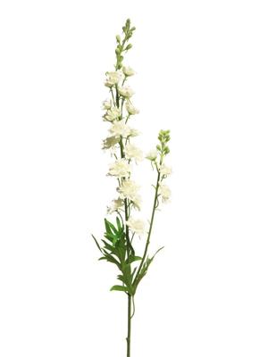 Delphinium Agathe crème 85cm