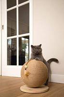 Designed By Lotte Krabbol Balty Hout - thumbnail