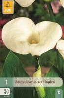 Calla aethiopica - thumbnail
