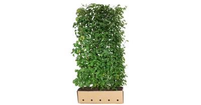Kant & klaar haag Tilia cordata 200 x 100 cm breed Winterlinde Quickhedge - Quickhedge