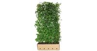 Kant & klaar haag Tilia cordata 200 x 100 cm breed Winterlinde Quickhedge - Quickhedge - thumbnail