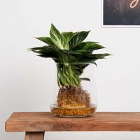 Philodendron White Wave - Hydroponie - thumbnail