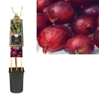 Klimplant Ribes nidigrolaria Josta - Sierbes - thumbnail