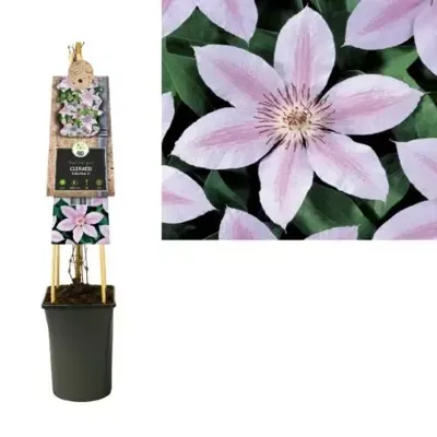 Roze bosrank (Clematis "John Paul II") klimplant