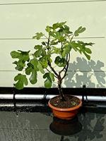 Vijgenboom - Brown Turkey - thumbnail