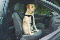 BZ WANDEL- EN AUTOGORDEL HOND XL - thumbnail