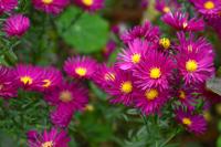 Aster - thumbnail
