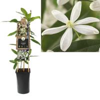Witte bosrank (Clematis "Armandii”) klimplant - thumbnail