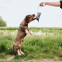 Hondenspeelgoed Hunter NEBRASKA Beige - thumbnail