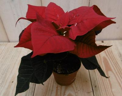 2 stuks! Kerstster mini rood Warentuin Natuurlijk - Warentuin natuurlijk