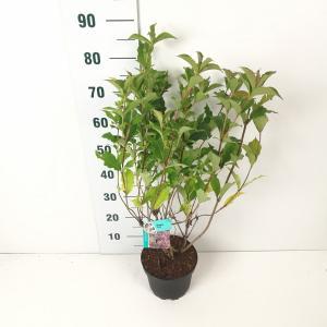 Weigela struik Styriaca - 50 - 60 cm - 7 stuks