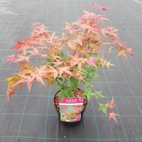 Japanse esdoorn (Acer palmatum "Beni-Maiko") heester - thumbnail