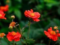 Nagelkruid - thumbnail