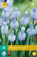 Muscari azureum bloembollen 10 bollen Druifhyacint JUB - Jub - thumbnail