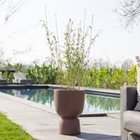 Bamboe Fargesia - P22 - thumbnail