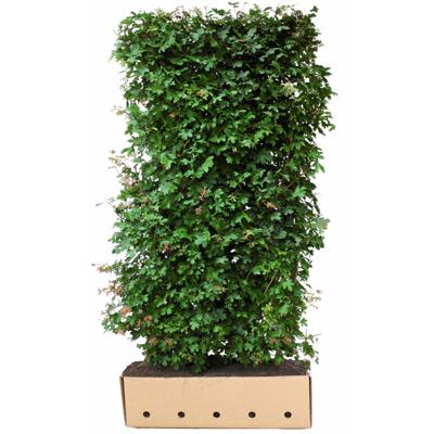 Kant & klaar haag Acer Campestre 200 x 100 cm breed Veldesdoorn Quickhedge - Quickhedge