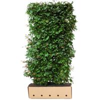 Kant & klaar haag Acer Campestre 200 x 100 cm breed Veldesdoorn Quickhedge - Quickhedge - thumbnail