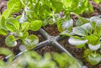 Gardena Micro Drip Systeem Kruisstuk 4,6 mm (3/16") - thumbnail