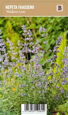 V.I.P.S. Nepeta faassenii ''Walkers Low'' - Kattenkruid (P9)