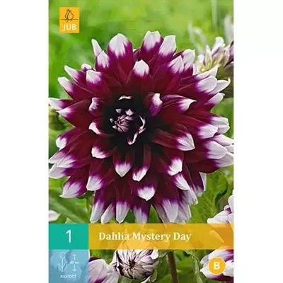 Dahlia mystery day 1st bloembol zomer Dahlia JUB - Jub