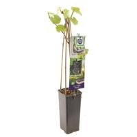 Druivenstruik Vitis vinifera Regent - Blauwe druif - thumbnail