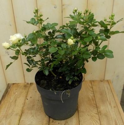 Rosa Struikroos rozen geel Warentuin Natuurlijk - Warentuin natuurlijk