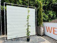 Blauwe Regen - Wisteria - thumbnail