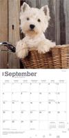 West Highland White Terrier Kalender 2026 - thumbnail