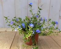 3 stuks! Perkplant Parelzaad Lithospermum Warentuin Natuurlijk - Warentuin natuurlijk - thumbnail