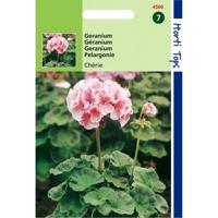 Zaden Pelargonium Geranium Cherie F1 zalmrose Hortitops - Hortitops - thumbnail