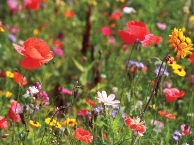 Wilde bloemen 70x50cm Tuinschilderij Customize-it - Customize it