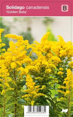 Guldenroede (solidago canadensis "Golden Baby") najaarsbloeier - 12 stuks