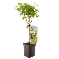 Perenboom Conference (Pyrus Communis "Conference") fruitbomen - thumbnail