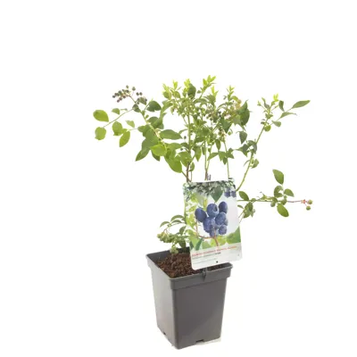 Bosbes (vaccinium corymbosum "Jersey") fruitplanten - In 5 liter pot - 1 stuks Bosbes (vaccinium corymbosum "Jersey") fruitplanten - In 5 liter pot - 1 stuks