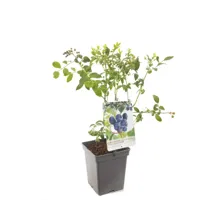 Bosbes (vaccinium corymbosum "Jersey") fruitplanten - In 5 liter pot - 1 stuks - thumbnail