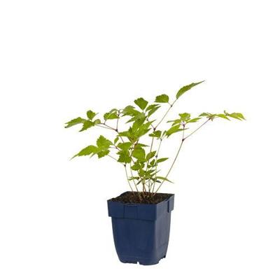 Astilbe (J) Europa vaste plant Griffioen - Griffioen