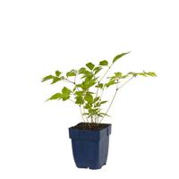 Astilbe (J) Europa vaste plant Griffioen - Griffioen - thumbnail