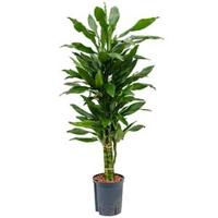 Dracaena janet lind paloma hydrocultuur plant - thumbnail