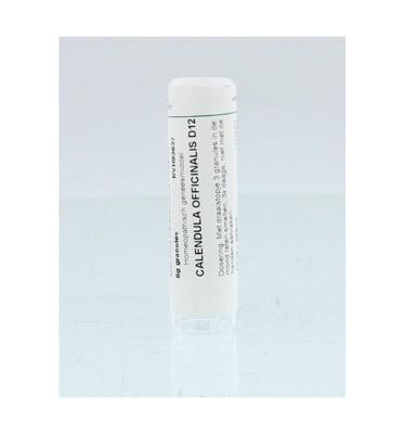 Homeoden Heel Calendula officinalis D12 6 Gram Homeoden Heel Calendula officinalis D12 6 Gram