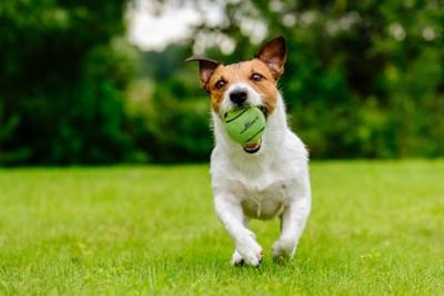 Dog comets Neutron Star Tennisbal met pieper M Groen 1st