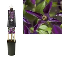 Klimplanten Clematis Noora - Paarse Bosrank 120cm - thumbnail