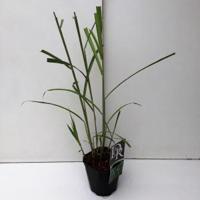 Prachtriet (Miscanthus sinensis "Giganteus") siergras - thumbnail
