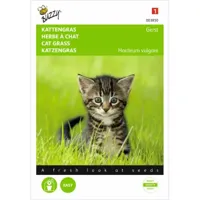 Kattengras Gerst - thumbnail