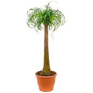 Beaucarnea recurvata Stam XL kamerplant